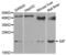 Gastric Inhibitory Polypeptide antibody, abx004758, Abbexa, Western Blot image 