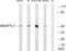 Angiopoietin Like 7 antibody, abx014191, Abbexa, Western Blot image 