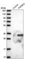 Fibroblast Growth Factor Binding Protein 2 antibody, PA5-58686, Invitrogen Antibodies, Western Blot image 