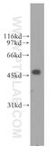 Farnesyl-Diphosphate Farnesyltransferase 1 antibody, 13128-1-AP, Proteintech Group, Western Blot image 