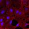 C-Type Lectin Domain Containing 14A antibody, AF4968, R&D Systems, Immunofluorescence image 