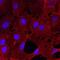 C-Type Lectin Domain Containing 14A antibody, AF4968, R&D Systems, Immunofluorescence image 