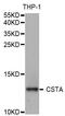 Cystatin A antibody, MBS129933, MyBioSource, Western Blot image 