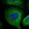 Spectrin Alpha, Non-Erythrocytic 1 antibody, NBP1-89460, Novus Biologicals, Immunofluorescence image 