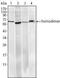 Ring Finger And CHY Zinc Finger Domain Containing 1 antibody, NBP1-51604, Novus Biologicals, Western Blot image 