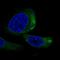 Triple QxxK/R Motif Containing antibody, HPA076853, Atlas Antibodies, Immunofluorescence image 