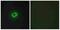 CD99 Molecule (Xg Blood Group) antibody, A01724-1, Boster Biological Technology, Western Blot image 