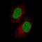 Growth Differentiation Factor 15 antibody, NBP2-52917, Novus Biologicals, Immunofluorescence image 