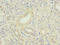 TNF Superfamily Member 12 antibody, A61462-100, Epigentek, Immunohistochemistry paraffin image 