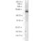 Heat Shock Protein Family A (Hsp70) Member 5 antibody, 11118, QED Bioscience, Western Blot image 