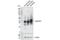 Legumain antibody, 93627S, Cell Signaling Technology, Western Blot image 