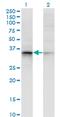 Aldo-Keto Reductase Family 7 Member A2 antibody, MA5-20447, Invitrogen Antibodies, Western Blot image 