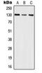 Pro-interleukin-16 antibody, LS-C354010, Lifespan Biosciences, Western Blot image 