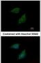 Peptidase Inhibitor 15 antibody, PA5-21888, Invitrogen Antibodies, Immunofluorescence image 