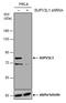 Suv3 Like RNA Helicase antibody, MA5-27784, Invitrogen Antibodies, Western Blot image 