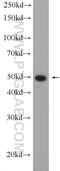 Interferon Regulatory Factor 4 antibody, 11247-2-AP, Proteintech Group, Western Blot image 