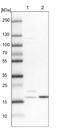 NADH:Ubiquinone Oxidoreductase Subunit A8 antibody, NBP1-82661, Novus Biologicals, Western Blot image 