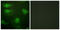 Calcium/Calmodulin Dependent Protein Kinase I antibody, LS-C198718, Lifespan Biosciences, Immunofluorescence image 