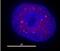 RNA Polymerase II Subunit A antibody, ab5131, Abcam, Immunofluorescence image 