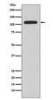 Nuclear Factor Of Activated T Cells 1 antibody, M00340, Boster Biological Technology, Western Blot image 