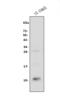 C-X-C Motif Chemokine Ligand 12 antibody, A00053-1, Boster Biological Technology, Western Blot image 