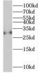 Complement C1q subcomponent subunit A antibody, FNab01072, FineTest, Western Blot image 