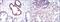 Nuclear Factor Kappa B Subunit 1 antibody, NBP2-22202, Novus Biologicals, Immunohistochemistry frozen image 