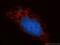 Cytochrome C Oxidase Subunit 5B antibody, 11418-2-AP, Proteintech Group, Immunofluorescence image 