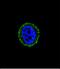CT-R antibody, A03322-1, Boster Biological Technology, Immunofluorescence image 