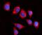 G1 To S Phase Transition 1 antibody, A07761-2, Boster Biological Technology, Immunofluorescence image 