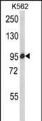 SREBF Chaperone antibody, PA5-35341, Invitrogen Antibodies, Western Blot image 