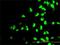 RNA Polymerase I And III Subunit C antibody, H00009533-M01, Novus Biologicals, Immunofluorescence image 