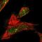 WD Repeat Domain 60 antibody, PA5-54244, Invitrogen Antibodies, Immunofluorescence image 