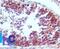 Prostaglandin D2 Receptor 2 antibody, NBP2-19014, Novus Biologicals, Immunohistochemistry frozen image 