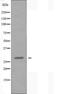 Olfactory Receptor Family 2 Subfamily Y Member 1 antibody, orb227581, Biorbyt, Western Blot image 