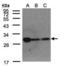 Glutathione S-Transferase Alpha 1 antibody, orb74046, Biorbyt, Western Blot image 