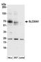 Solute Carrier Family 30 Member 1 antibody, A305-424A, Bethyl Labs, Western Blot image 