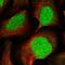 5'-3' Exoribonuclease 2 antibody, PA5-61433, Invitrogen Antibodies, Immunofluorescence image 