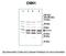 Calponin 1 antibody, PA5-43135, Invitrogen Antibodies, Western Blot image 