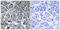 MOB Kinase Activator 3C antibody, A16858-2, Boster Biological Technology, Immunohistochemistry frozen image 