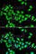 Kinesin Family Member 3A antibody, A6639, ABclonal Technology, Immunofluorescence image 