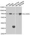 SLC20A2 antibody, LS-C334915, Lifespan Biosciences, Western Blot image 