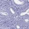Synaptonemal Complex Protein 3 antibody, HPA039635, Atlas Antibodies, Immunohistochemistry frozen image 