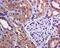 TNF Receptor Associated Factor 2 antibody, ab126758, Abcam, Immunohistochemistry paraffin image 