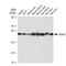 Voltage Dependent Anion Channel 1 antibody, GTX01543, GeneTex, Western Blot image 