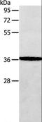 Aminoadipate-Semialdehyde Dehydrogenase-Phosphopantetheinyl Transferase antibody, LS-C404401, Lifespan Biosciences, Western Blot image 