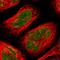 SWI/SNF Related, Matrix Associated, Actin Dependent Regulator Of Chromatin, Subfamily A, Member 5 antibody, PA5-52601, Invitrogen Antibodies, Immunofluorescence image 