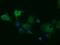 Myo-Inositol Oxygenase antibody, GTX84112, GeneTex, Immunofluorescence image 