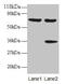 Synaptotagmin Binding Cytoplasmic RNA Interacting Protein antibody, CSB-PA03334A0Rb, Cusabio, Western Blot image 
