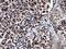 X-Ray Repair Cross Complementing 6 antibody, NBP2-19311, Novus Biologicals, Immunohistochemistry paraffin image 